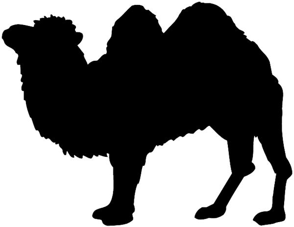 Woolly camel with two humps vinyl sticker. Customize on line.      Animals Insects Fish 004-1066  